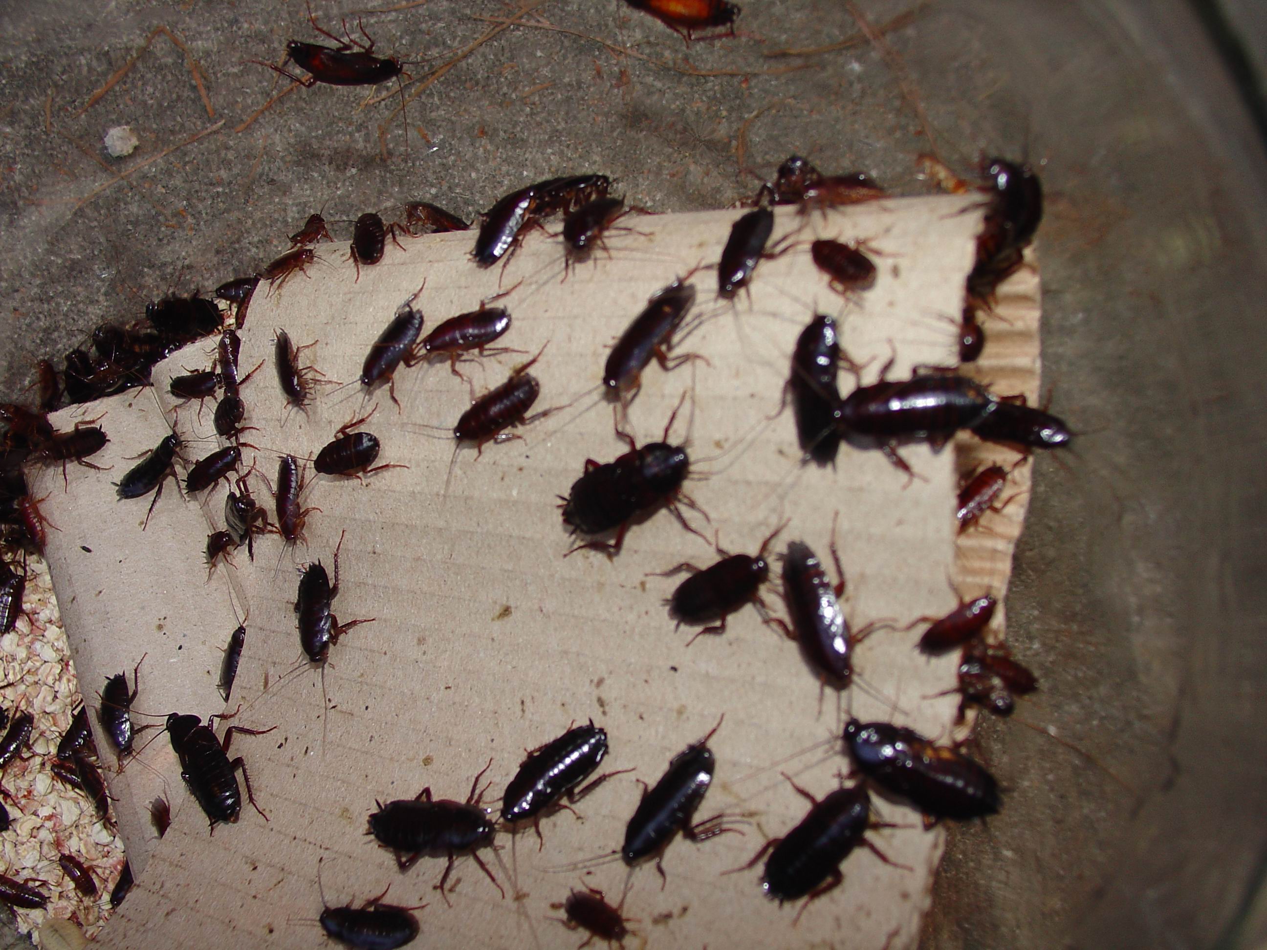 cockroach infestation cockroaches signs problem common attracted soda them sugar eat oriental
